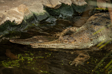 One scaly crocodile on top of the other in the water.
