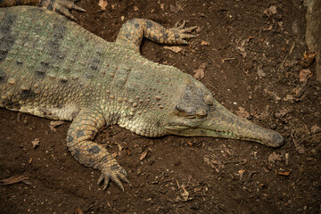 The scaly crocodile and its front body.