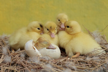 A baby muscovy duck struggles to get out of the egg after being incubated by its mother. This duck has the scientific name Cairina moschata.