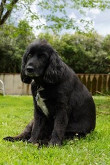 Fototapeta premium Perro Cocker Spaniel Ingles