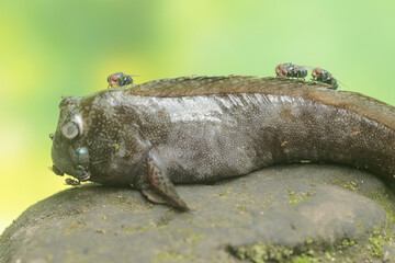 The carcass of a barred mudskipper fish is surrounded by many green flies. This fish, which is mostly done in the mud, has the scientific name Periophthalmus argentilineatus.