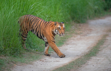 Bengal tiger coming out of the bushes on the forest road.