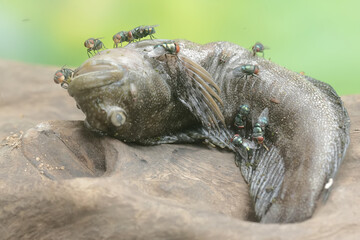 The carcass of a barred mudskipper fish is surrounded by many green flies. This fish, which is mostly done in the mud, has the scientific name Periophthalmus argentilineatus.