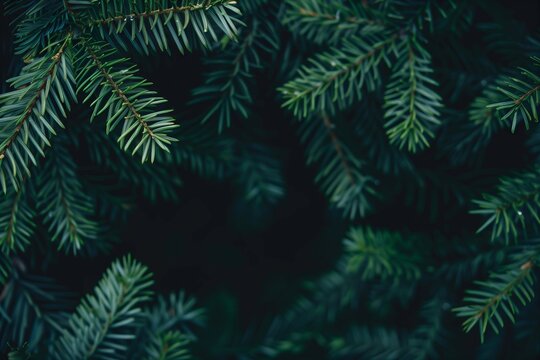 Beautiful Christmas banner Background with green fir tree, yew tree, pine tree branches texture close up - Powered by Adobe
