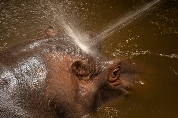 Water splashing on hippo head.