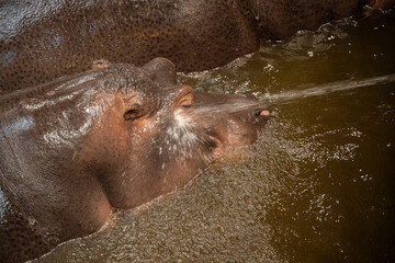 Water splashing on hippo head.