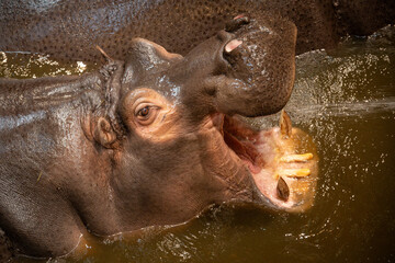 Fototapeta premium Water splashing on the hippo's mouth.