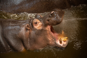 Water splashing on the hippo's mouth.