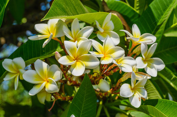 White Frangipani (Plumeria alba), Maldives tropical garden. Love romantic exotic garden