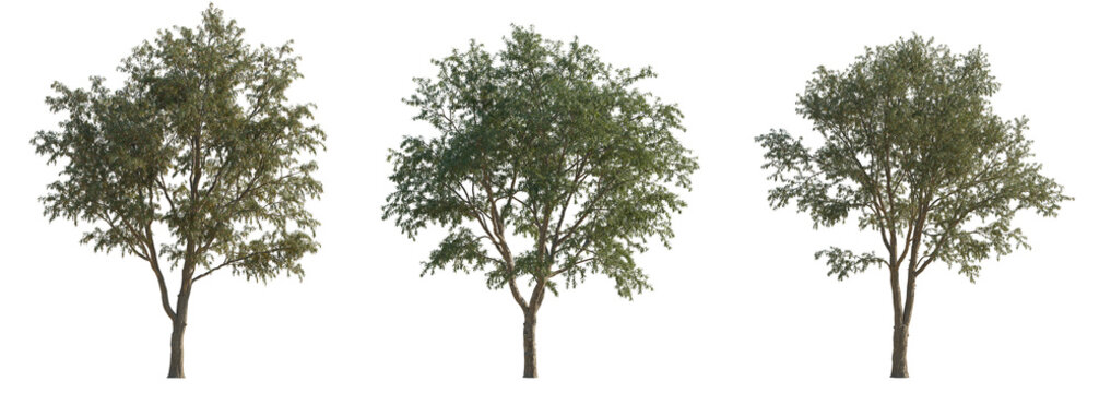 Set of 3 Gleditsia triacanthos (the honey locust, the thorny locust or thorny honeylocust) frontal set street trees isolated png on a transparent background perfectly cutout