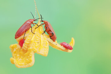 Two red-headed cardinal beetles are looking for food in the bushes. This beautiful colored insect has the scientific name Pyrochroa serraticornis.
