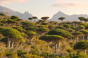 Firmihin Dragon`s Blood Tree Forest in Socotra- the only one of its kind in the world. Symbol of...