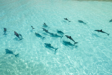 Shoab coast in Socotra - great area for sunbathing and swimming. You can spot a dolphins in this...