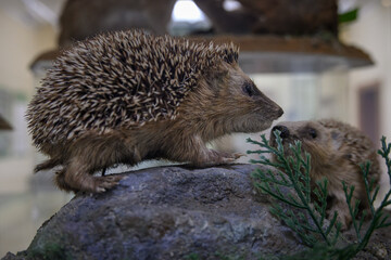 A young stuffed hedgehog in a showcase.