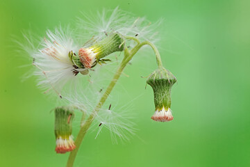 The beauty of the sow thistle flower when it blooms. This plant has the scientific name Sonchus arvensis.