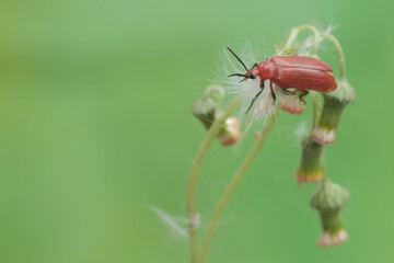 A red-headed cardinal beetle is looking for food in wildflowers. This beautiful colored insect has the scientific name Pyrochroa serraticornis.