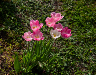 beautiful pink tulips on green grass, clump of tulips