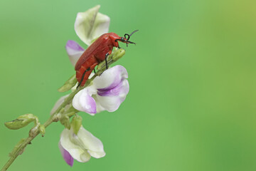A red-headed cardinal beetle is looking for food in wildflowers. This beautiful colored insect has the scientific name Pyrochroa serraticornis.