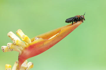 A resin bee is sucking wildflower nectar. This stinging insect has the scientific name Megachile...