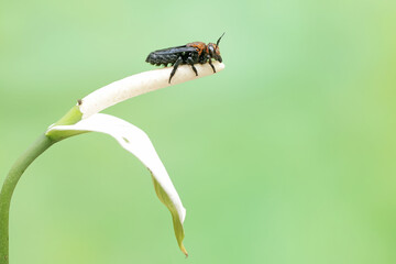 A resin bee is sucking wildflower nectar. This stinging insect has the scientific name Megachile opposita.