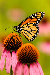 Monarch butterfly feeding off a purple coneflower within the Pike Lake Unit, Kettle Moraine State Forest, Wisconsin, in mid-August.