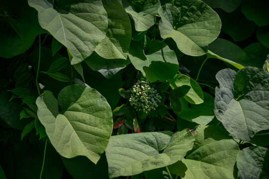 Buds of a green tetradium plant.