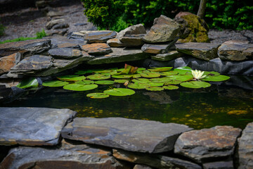 White water lily flower and green leaves.