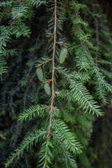 Green Canadian hemlock cones on a branch.
