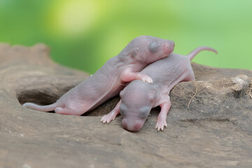 A number of baby mice are resting in their nest. This rodent has the scientific name Rattus rattus.