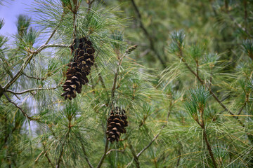Opening pine cone and green needles.