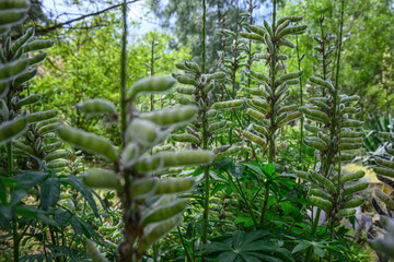 Lupine and the pods of the lupine plant.
