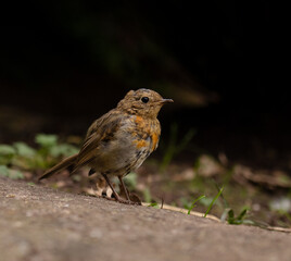 robin on the ground