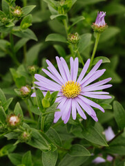 isolated purple flower on a green leaf background 