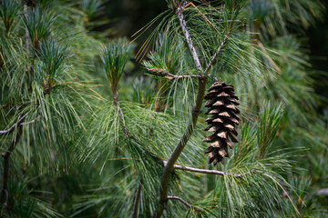 Opening pine cone and green needles.