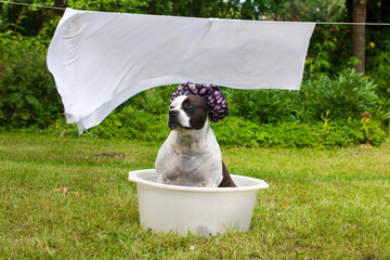 The dog is sitting in a white basin in nature. The dog is washing