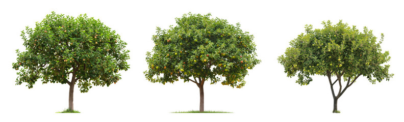 large apple trees with green leaves isolated on transparent background