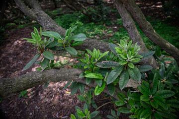 Green rhododendron leaves at the base of thick branches.