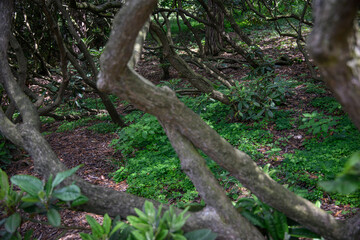 Green rhododendron leaves at the base of thick branches.