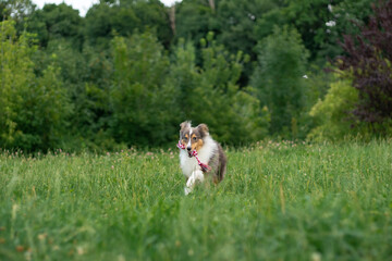 Cute tricolor sheltie dog is running and playing on the green grass outside in park or forest. Shetland sheepdog carries a rope toy in its mouth