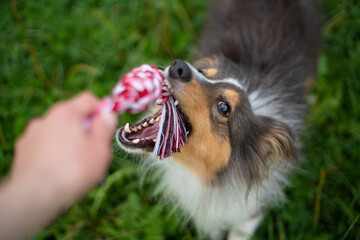 Cute tricolor sheltie dog is playing on the green grass outside in park or forest. Shetland...