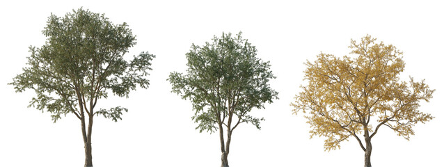 Set of Gleditsia triacanthos (the honey locust, the thorny locust or thorny honeylocust) frontal set summer and autumn trees isolated png on a transparent background perfectly cutout