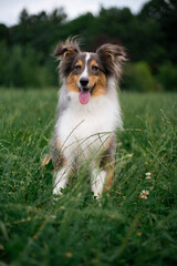 Cute fluffy gray tricolor dog shetland sheepdog. Happy sheltie in park or forest on green grass