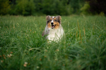 Cute fluffy gray tricolor dog shetland sheepdog. Happy sheltie in park or forest on green grass