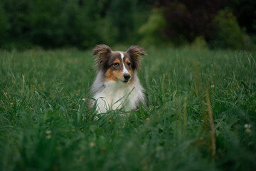 Cute fluffy gray tricolor dog shetland sheepdog. Happy sheltie in park or forest on green grass
