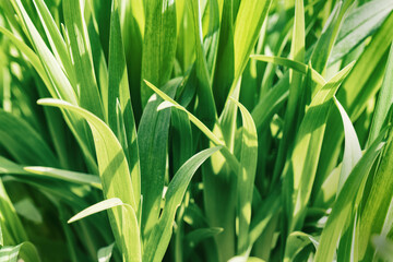 Beautiful photo wallpaper of summer green grass. Copy space close up background.