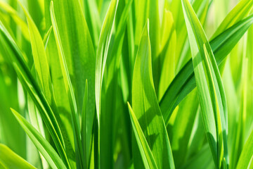 Macro photo of summer green grass wallpaper. Copy space close up background.