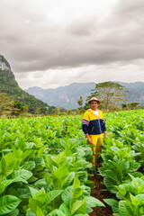 Young Cuban man walking in the middle of a tobacco plantation in Viñales, Cuba