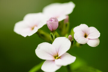 Close-up of the blossoming flower of Dame's Rocket in early June within the Pike Lake Unit, Kettle Moraine State Forest, Hartford, Wisconsin