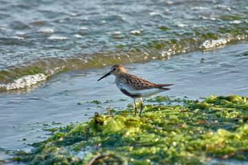 Sandpiper (Calidris alpina) foraging on algae at Playa Ladeira, Baiona, Spain