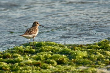 Sandpiper (Calidris alpina) foraging on algae at Playa Ladeira, Baiona, Spain